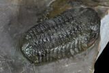 Two Austerops Trilobites With Partial Harpid - Jorf, Morocco #127737-5
